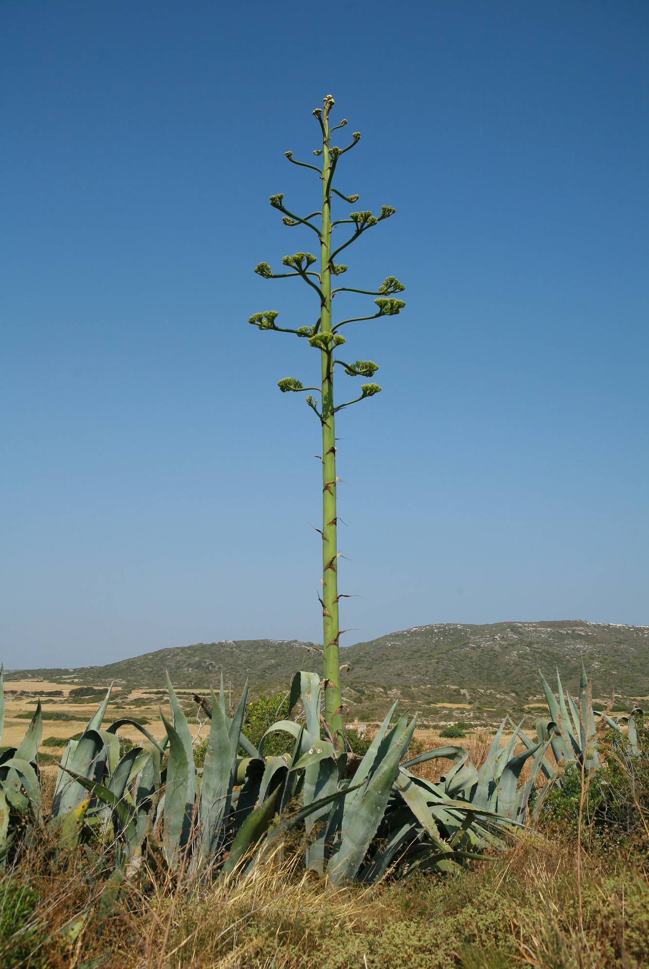 Greek Cactus Plant Galore - 2
